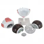 Eye Model, 5 times full-size, 6 part