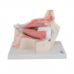 Giant Eye Model, 3x life-size, 7 part