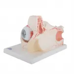 Giant Eye Model, 3x life-size, 7 part
