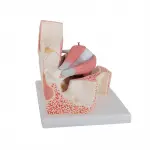 Giant Eye Model, 3x life-size, 7 part