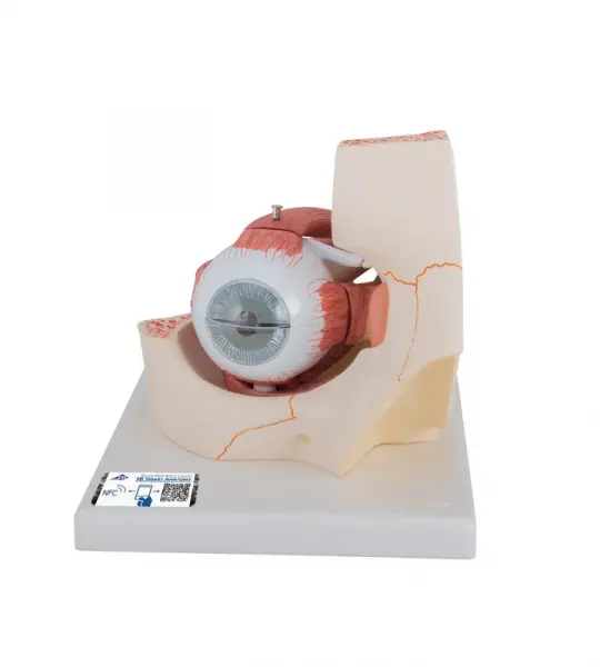 Giant Eye Model, 3x life-size, 7 part