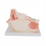 Giant Eye Model, 3x life-size, 7 part