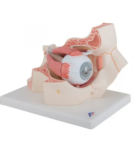 Giant Eye Model, 3x life-size, 7 part