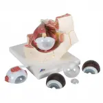 Giant Eye Model, 3x life-size, 7 part