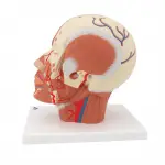 Head Musculature with Blood Vessels