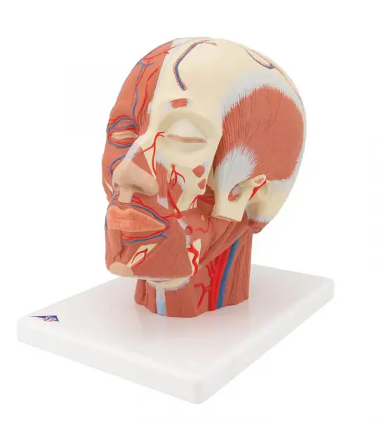 Head Musculature with Blood Vessels