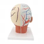 Head Musculature with Blood Vessels