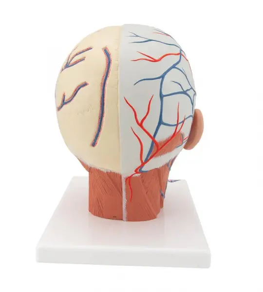 Head Musculature with Blood Vessels