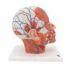 Head Musculature with Blood Vessels