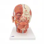 Head Musculature with Blood Vessels