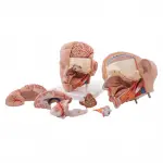 Life-size Head Model, 6 part