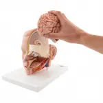 Life-size Head Model, 6 part