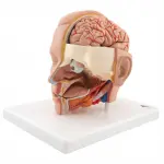 Life-size Head Model, 6 part