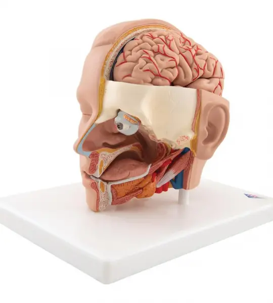 Life-size Head Model, 6 part