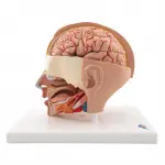 Life-size Head Model, 6 part