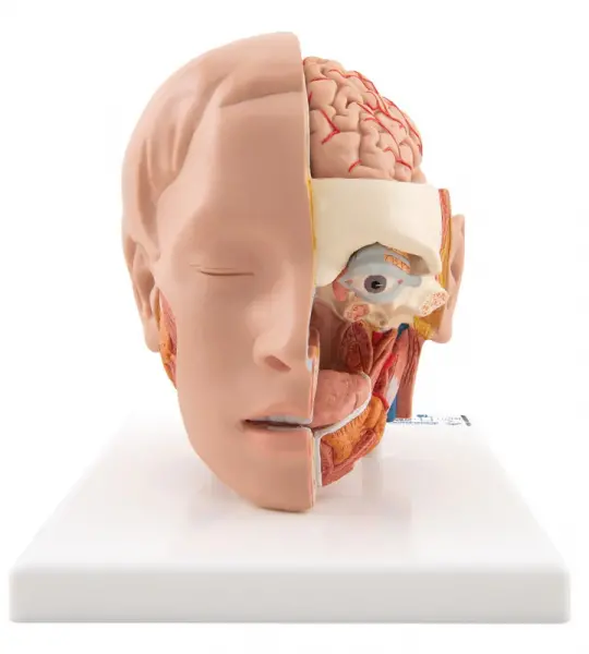 Life-size Head Model, 6 part
