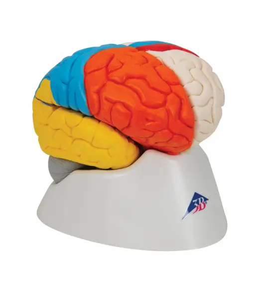 Neuro-Anatomical Brain, 8 part